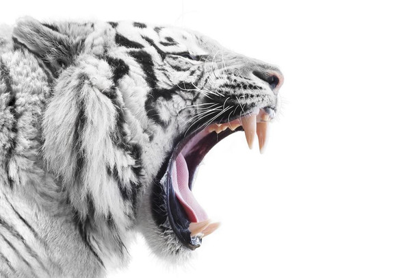 White Bengal Tiger Growling Face Tiger Art Print Tiger Pictures Wall Decor Tiger Stripe Print Jungle Animal Art Print Tiger Whiskers Decor Pictures of Tigers Stretched Canvas Art Wall Decor 16x24