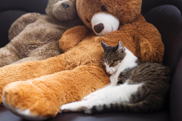 Laminated Sweet Cat Sleeping Near a Stuffed Bear Photo Animal Portrait Photo Cat Poster Cute Wall Posters Kitten Posters for Wall Baby Cat Poster Inspirational Cat Poster Dry Erase Wall Art 36x24