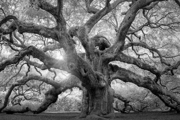 Angel Oak Tree Monochrome Charleston South Carolina Black White Nature Forest Stretched Canvas Art Wall Decor 16x24