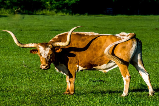 Longhorn Steer in an Open Field Photograph Bull Pictures Wall Decor Longhorn Picture Longhorn Wall Decor Bull Picture of a Cow Skull Picture Bull Horns for Wall Stretched Canvas Art Wall Decor 24x16