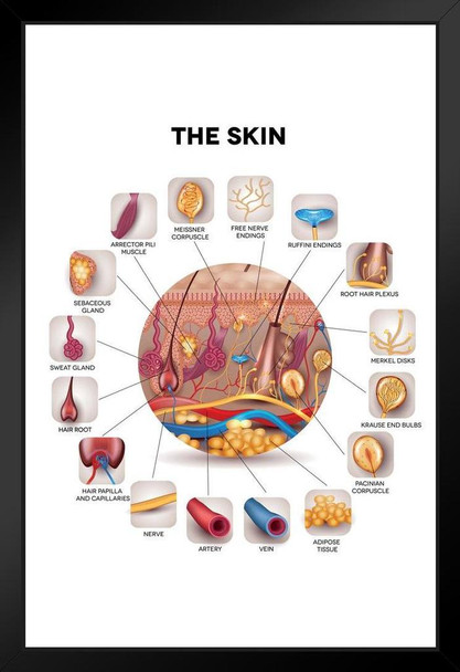 Human Skin Anatomy Cross Section Educational Chart Art Print Stand or Hang Wood Frame Display Poster Print 9x13