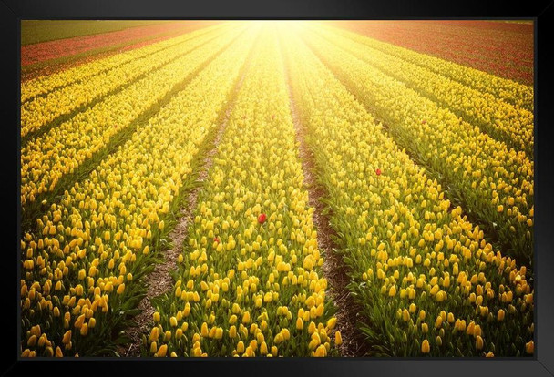 Springtime In The Netherlands Tulip Fields Flowers Growing Landscape Sunset Photo Art Print Stand or Hang Wood Frame Display Poster Print 13x9