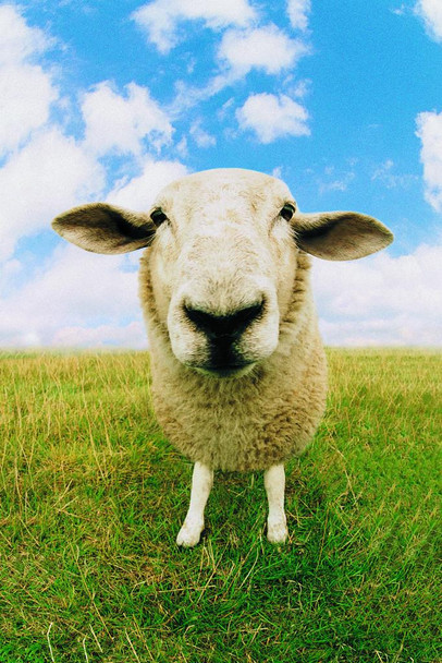 Close Up of Sheep Photo Photograph Sheep Posters Farm Animals Wall Art Sheep Artwork Sheep Decor Country Sheep Decor Farm Animal Pictures Wall Decor Stretched Canvas Art Wall Decor 16x24