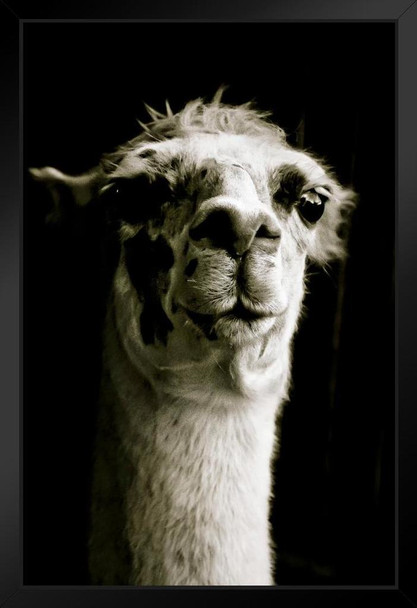 Alpaca Face Close Up View Black and White Animal Photography Face Cute Funny Llama Photo Picture Zoo Black Wood Framed Poster 14x20