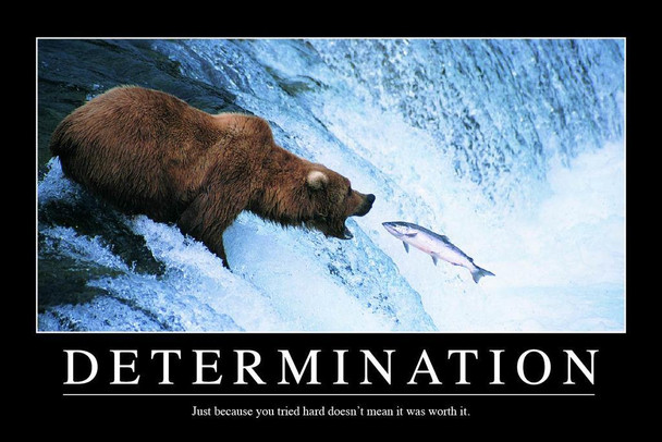 Determination Bear In Water Catching Fish Funny Demotivational Snarky Sarcastic Ironic Motivational Big Bear Poster Large Bear Picture of a Bear Posters for Wall Stretched Canvas Art Wall Decor 16x24