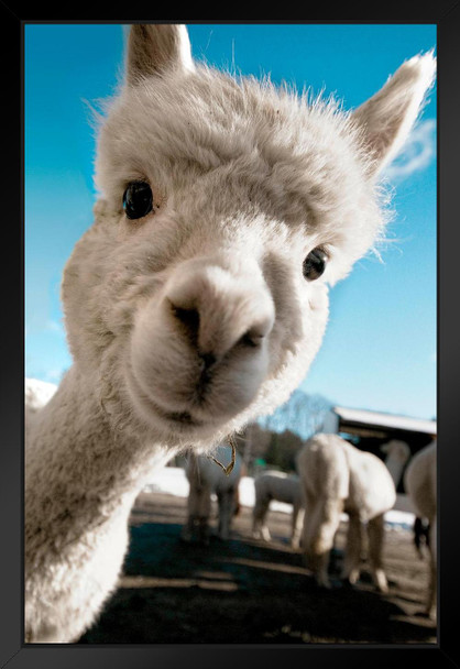 Alpaca Face Cute Baby Close Up View Animal Photography Face Funny Llama Photo Picture Zoo Adorable Matted Framed Art Wall Decor 20x26