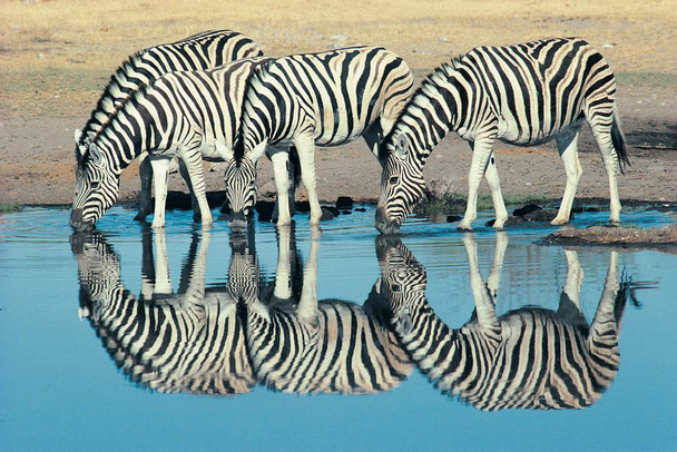 Burchells Zebra Drinking at Waterhole Namibia Photo Print Stretched Canvas Wall Art 24x16 inch