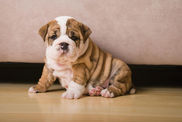 English Bulldog Puppy Photo Puppy Posters For Wall Funny Dog Wall Art Dog Wall Decor Puppy Posters For Kids Bedroom Animal Wall Poster Cute Animal Posters Stretched Canvas Art Wall Decor 24x16
