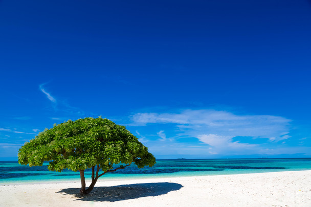 White Sandy Beach with a Green Tree in Maldives Photo Photograph Cool Wall Decor Art Print Poster 18x12