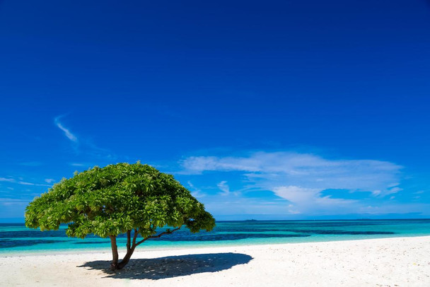 White Sandy Beach with a Green Tree in Maldives Photo Print Stretched Canvas Wall Art 24x16 inch