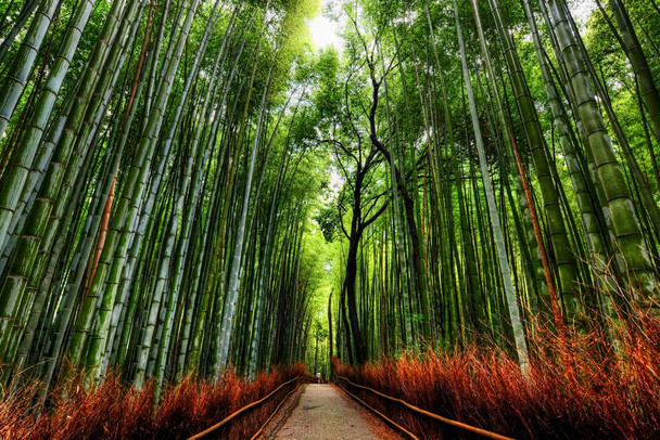 Bamboo Forest Trees With Path in Kyoto Japan Photo Print Stretched Canvas Wall Art 24x16 inch