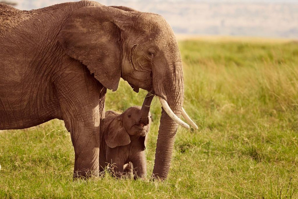 Elephant With Baby Photo Photograph African Elephant Wall Art Elephant Posters For Wall Elephant Art Print Elephants Wall Decor Photo Of Elephant Tusks Cute Baby Stretched Canvas Art Wall Decor 16x24