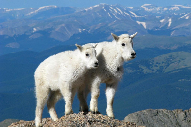 Best Pals Forever White Kid Goats Rocky Mountains Photo Print Stretched Canvas Wall Art 24x16 inch