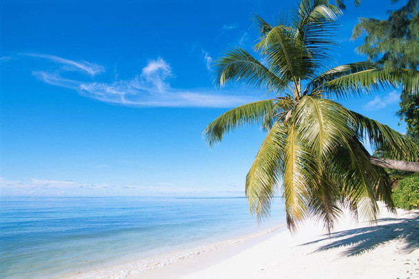Palm Tree on a Beach in Paradise Photo Print Stretched Canvas Wall Art 24x16 inch