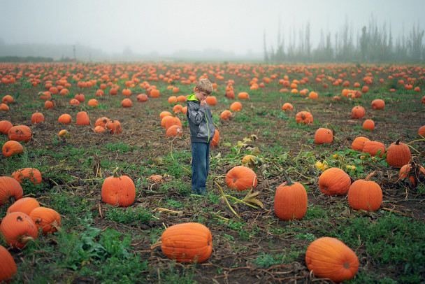 Young Boy Tries to Pick Out a Pumpkin Photo Photograph Cool Wall Decor Art Print Poster 18x12