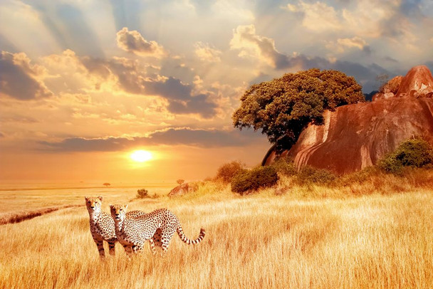 Cheetahs in the African Savanna at Sunset Cheetah Pictures Wall Decor Jungle Animal Pictures for Wall Posters of Wild Animals Savanna Pictures Cheetah Wall Decor Stretched Canvas Art Wall Decor 24x16