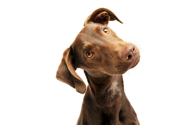 Cute Puppy Mixed Breed Brown Dog Face Portrait Animal Photo Dog Posters For Wall Funny Dog Wall Art Dog Wall Decor Dog Posters Kids Bedroom Animal Cool Wall Art Print Poster 12x18