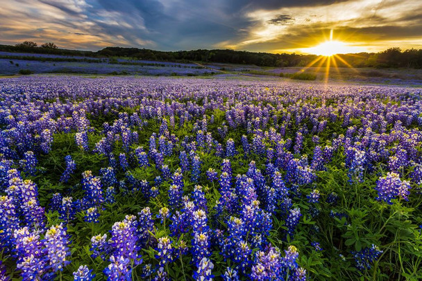 Texas Bluebonnet Flowers Field At Sunset Muleshoe Bend Recreation Area Photo Photograph Beach Palm Landscape Pictures Ocean Scenic Nature Photography Stretched Canvas Art Wall Decor 24x16