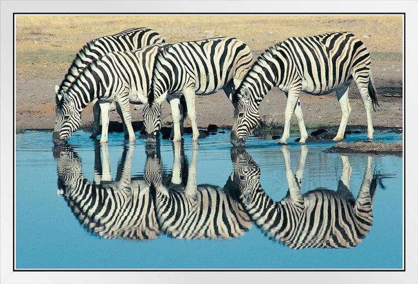 Burchells Zebra Drinking at Waterhole Namibia Photo Photograph White Wood Framed Poster 20x14