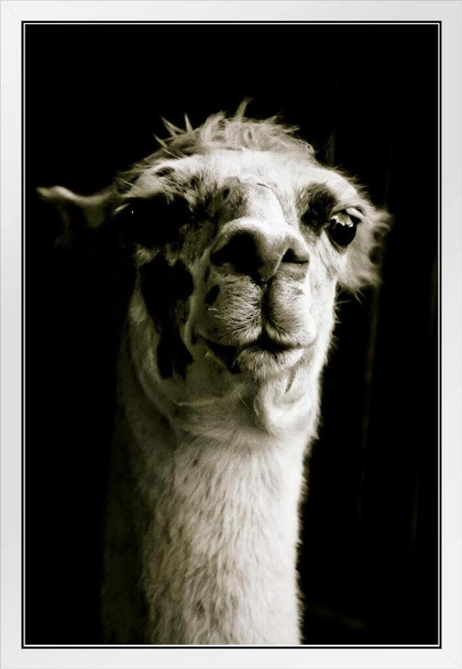 Alpaca Face Close Up View Black and White Animal Photography Face Cute Funny Llama Photo Picture Zoo White Wood Framed Poster 14x20