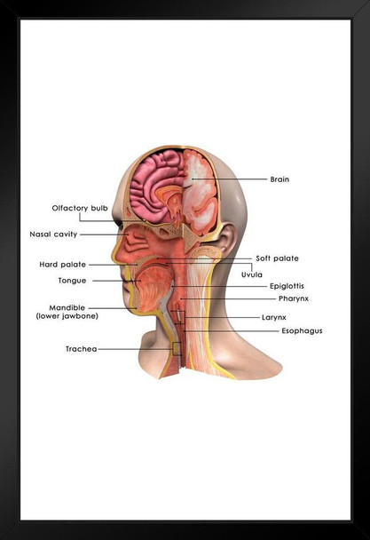 Face Anatomy Classroom Diagram Educational Chart Art Print Stand or Hang Wood Frame Display Poster Print 9x13