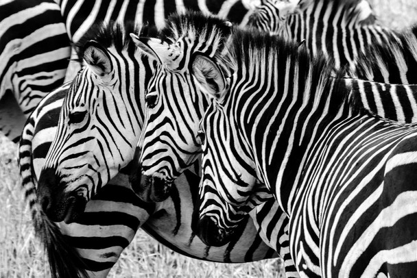 Three Zebras In The Wild Faces Aligned Zebra Pictures Wall Decor Zebra Black and White Animal Print Living Room Decor Zebra Print Decor Animal Pictures for Wall Stretched Canvas Art Wall Decor 16x24