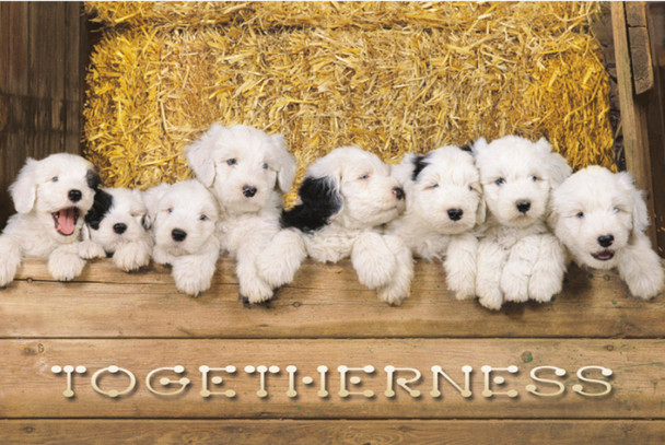 Togetherness Puppies Photo Photograph Cool Wall Decor Art Print Poster 36x24