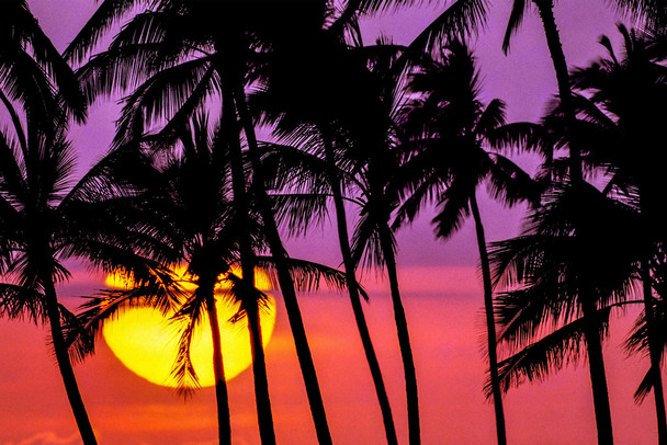 Sunset at Ala Moana Beach Park Oahu Hawaii Photo Photograph Palm Landscape Pictures Ocean Scenic Scenery Tropical Nature Photography Paradise Scenes Cool Wall Art Print Poster 18x12