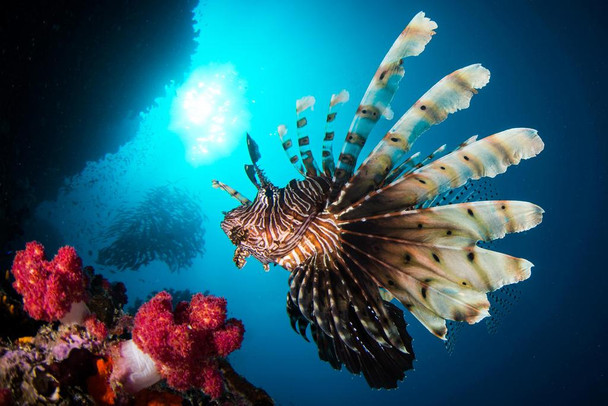 Red Lionfish Swimming in a Reef Photograph Cool Fish Poster Aquatic Wall Decor Fish Pictures Wall Art Underwater Picture of Fish for Wall Wildlife Reef Poster Stretched Canvas Art Wall Decor 24x16