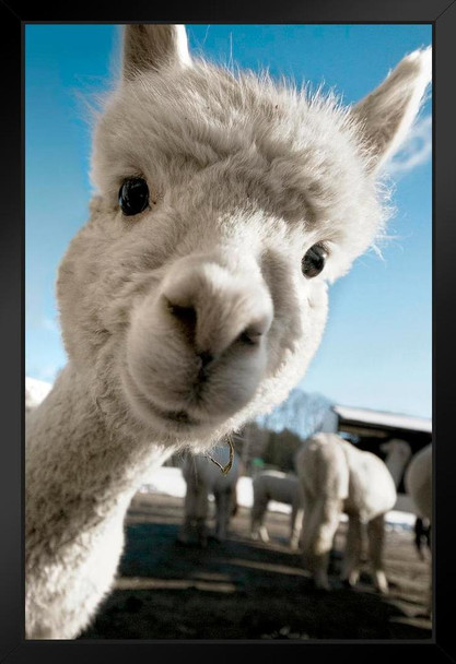 Alpaca Face Cute Baby Close Up View Animal Photography Face Funny Llama Photo Picture Zoo Adorable Stand or Hang Wood Frame Display 9x13