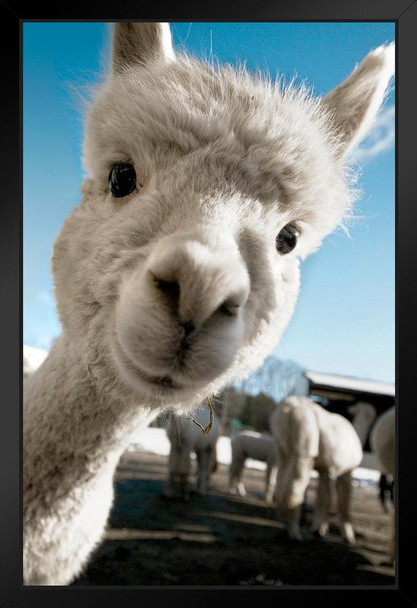Alpaca Face Cute Baby Close Up View Animal Photography Face Funny Llama Photo Picture Zoo Adorable Black Wood Framed Art Poster 14x20