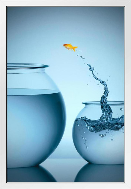 Goldfish Jumping From Small Bowl Into Big Bowl Photo Photograph White Wood Framed Poster 14x20