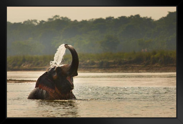 Elephant Playing in River Chitwan National Park Nepal Photo Photograph Art Print Stand or Hang Wood Frame Display Poster Print 13x9