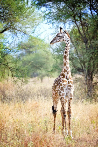 Cute Adolescent Giraffe in Tarangire Tanzania Photo Print Stretched Canvas Wall Art 16x24 inch