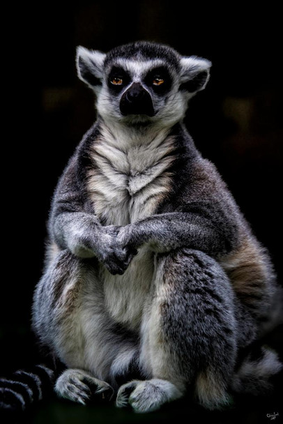Ring Tailed Lemur by Chris Lord Primate Poster Monkey Decor Monkey Paintings For Wall Monkey Pictures Bathroom Monkey Decor Tropical Nature Wildlife Art Print Stretched Canvas Art Wall Decor 16x24