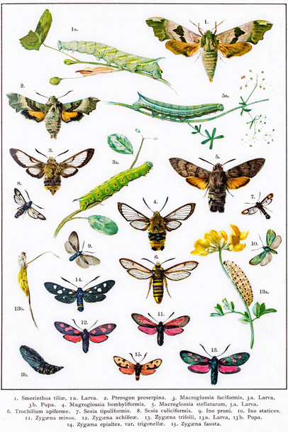 Hawkmoths Sphingidae and Other Moths of Europe Insect Wall Art of Moths and Butterflies butterfly Illustrations Insect Poster Moth Print Cool Wall Decor Art Print Poster 12x18