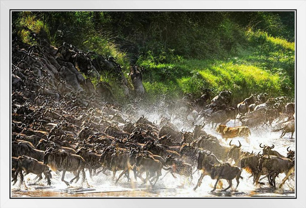Lion Causes Commotion Among the Wildebeest Lion Posters For Wall Lion Pictures Wall Decor Picture Of Lions African Travel Poster Safari Picture Lions Home Decor White Wood Framed Art Poster 20x14