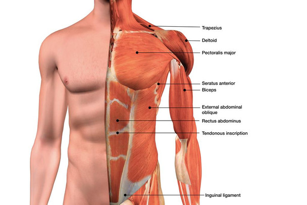 Male Chest Muscles Labeled Educational Medical Chart Stretched Canvas Wall Art 24x16 inch