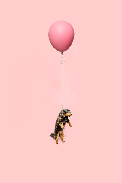 Cute Dog Tied to a Balloon Floating Puppy Posters For Wall Funny Dog Wall Art Dog Wall Decor Puppy Posters For Kids Bedroom Animal Wall Poster Cute Animal Cool Wall Decor Art Print Poster 12x18