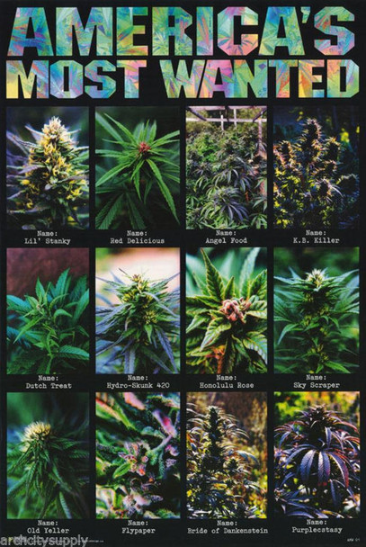 Laminated Americas Most Wanted Marijuana Plants Poster Dry Erase Sign 24x36 inch