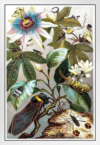 Vintage Victorian Illustration of Cicada Plant Room Decor Aesthetic Plant Art Prints Large Botanical Poster Nature Wall Art Decor Boho Pictures Decor Insect Art White Wood Framed Art Poster 14x20