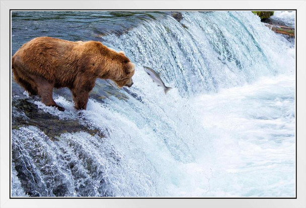 Bear Fishing for Salmon Katmai National Park Alaska Photo Photograph White Wood Framed Poster 20x14