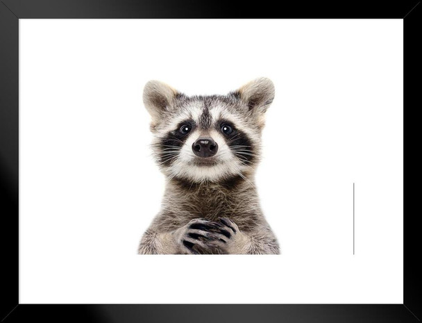 Raccoon Face Portrait Closeup Cute Funny Wild Animal White Background Photo Matted Framed Wall Decor Art Print 20x26