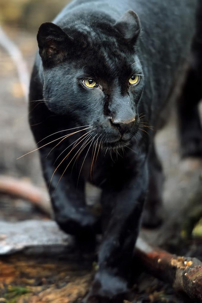 Black Leopard Wild Cat Animal Puma Jaguar Big Cat Walking Stalking Jungle Face Portrait Photo Photograph Cool Huge Large Giant Poster Art 36x54