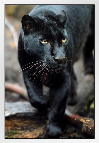 Black Leopard Wild Cat Animal Puma Jaguar Big Cat Walking Stalking Jungle Face Portrait Photo Photograph White Wood Framed Art Poster 14x20