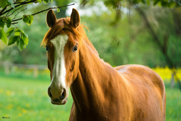 Laminated Brown and White Horse Girls Bedroom Decor Cute Animal Western Country Poster Dry Erase Wall Art 24x36