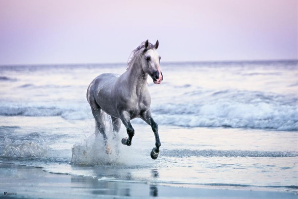 Wild White Horse Running Free on Ocean Beach Cute Animal Western Country Animal Photo Girls Bedroom Pink Blue Cool Huge Large Giant Poster Art 36x54