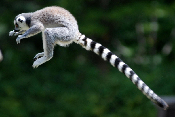 Ring Tailed Lemur Jumping Mid Air Photo Primate Poster Monkey Decor Monkey Paintings For Wall Monkey Pictures For Bathroom Monkey Decor Nature Wildlife Art Print Cool Wall Art Print Poster 18x12