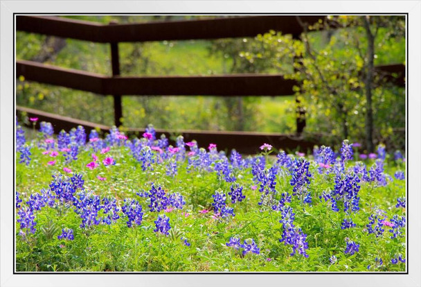Texas Bluebonnets in a Fenced Field Pasture Photo Photograph White Wood Framed Poster 20x14