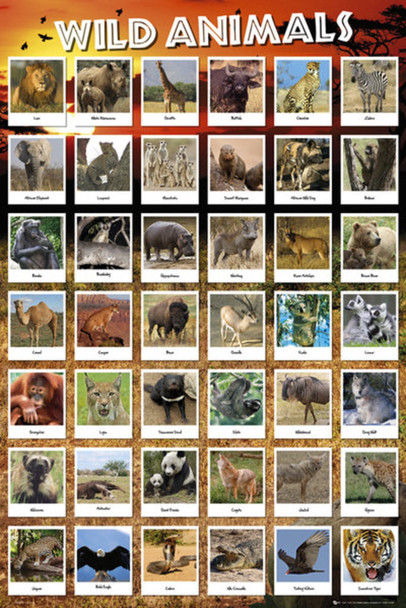 Wild Animals Grid Photo Photograph Cool Wall Decor Art Print Poster 24x36